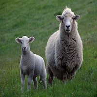 quien-esta-robando-las-ovejas