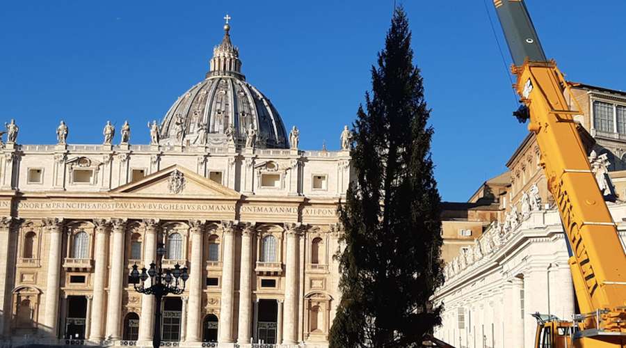 Plaza de San Pedro en el Vaticano recibe el árbol de Navidad de este año