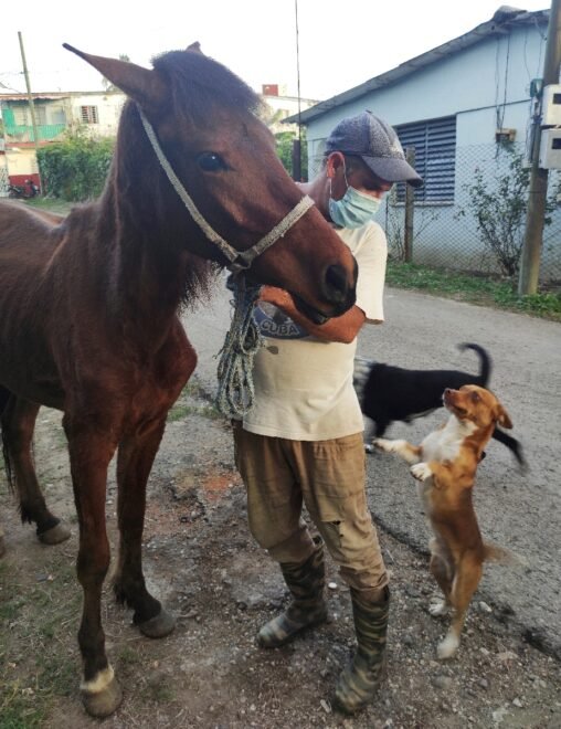 Defensores de animales en Cuba celebran nueva ley de protección