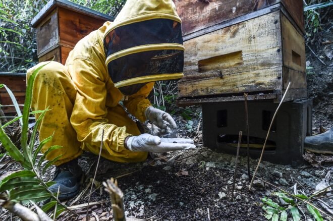 Colombia pone en la mira al Fipronil, pesticida responsable por la muerte de abejas