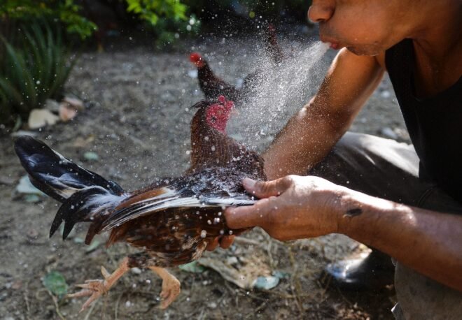 Cuba publica ley contra maltrato animal, sin prohibir peleas de gallos