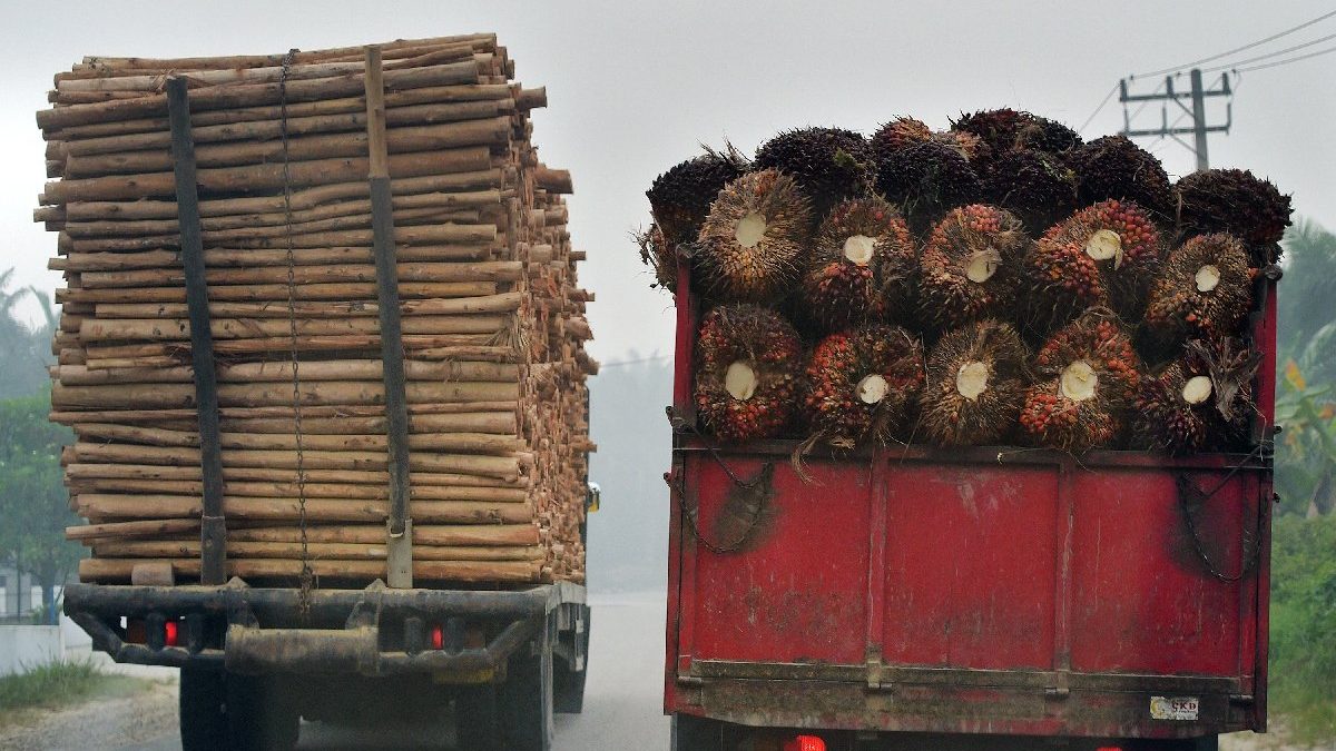 La UE, segundo responsable mundial de deforestación importada tras China, afirma WWF