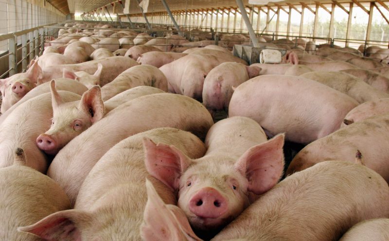 Escasa exportación de carne porcina