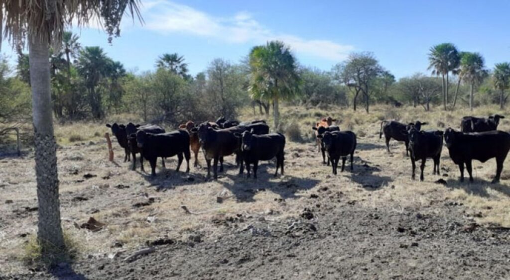 Ganaderos preocupados por periodo de sequía en el Chaco
