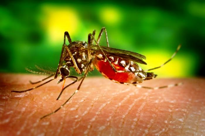 Casos de Chikungunya «salieron de los parámetros normales»
