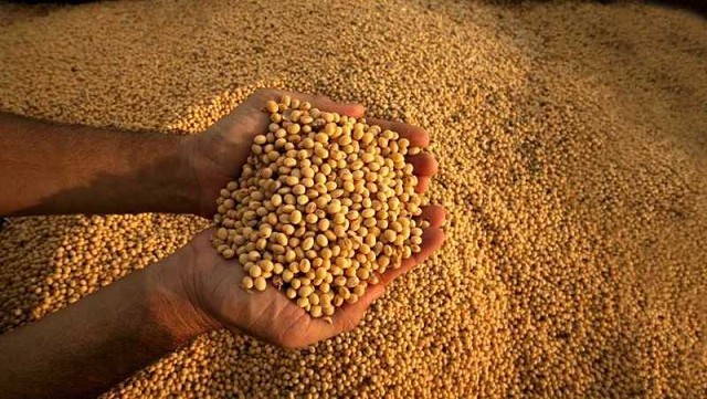 Pérdidas de la cosecha de soja en Argentina permite mantener los precios altos