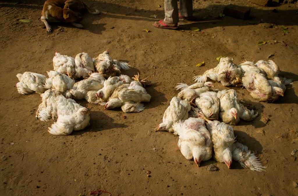 La gripe aviar es un virus muy mutable y podría ser más letal