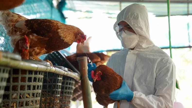 Gripe Aviar: Consumo de productos avícolas no representa riesgo señala Avipar