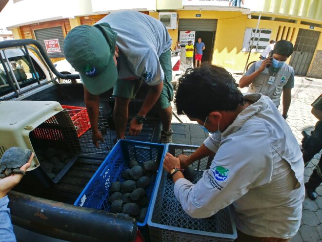 Un policía detenido por tráfico de 185 crías de tortuga gigante de Galápagos