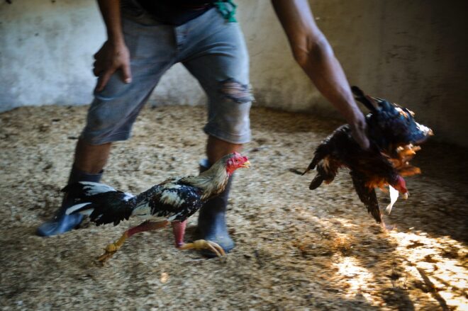 Ley contra el maltrato animal es sólo un “primer paso”, dicen animalistas cubanos