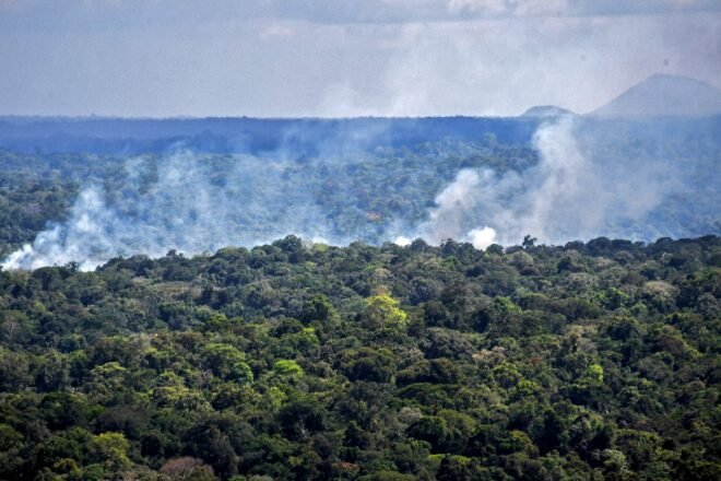 Bosques de la Amazonia brasileña emitieron más carbono del que absorbieron en la última década