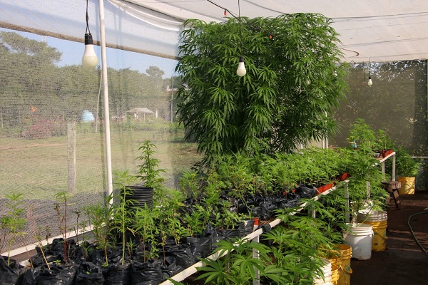 Senad allana granjas en Luque y Areguá por cultivo irregular de marihuana