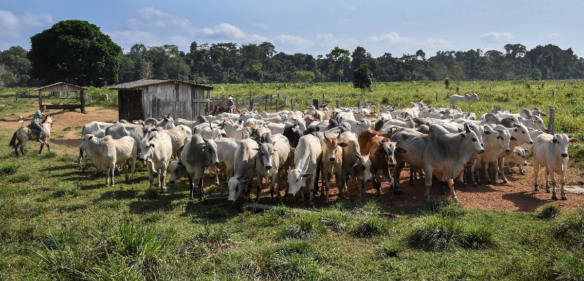Filial del francés Grupo Casino vende carne de ganaderos que deforestan Amazonía, según ONG