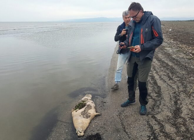 Unas 170 focas halladas muertas a orillas del mar Caspio en la república rusa de Daguestán
