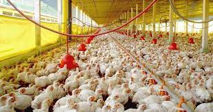 En 5 días industria avícola podría desaparecer