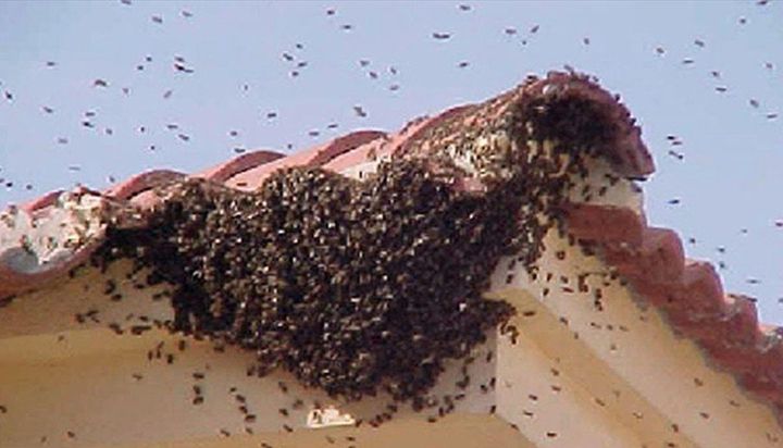 Recomiendan no atacar panal de abejas sin cuidados