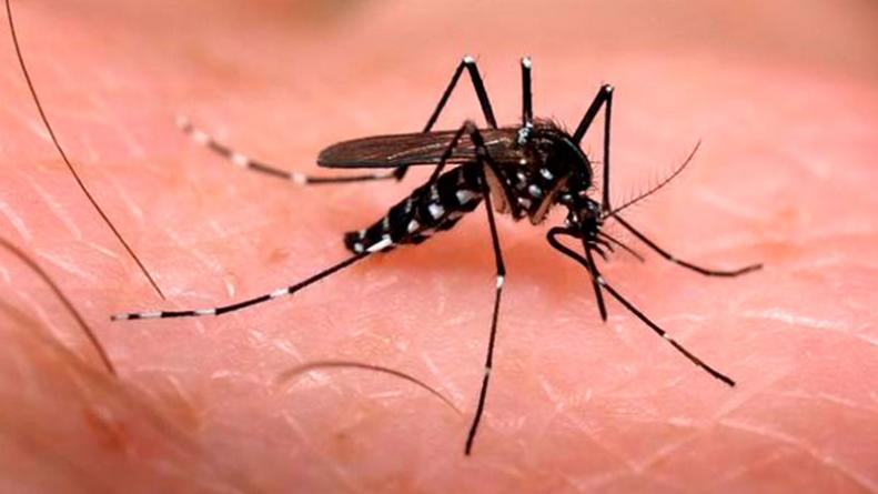 Vacuna aprobada para el dengue es 95% efectiva