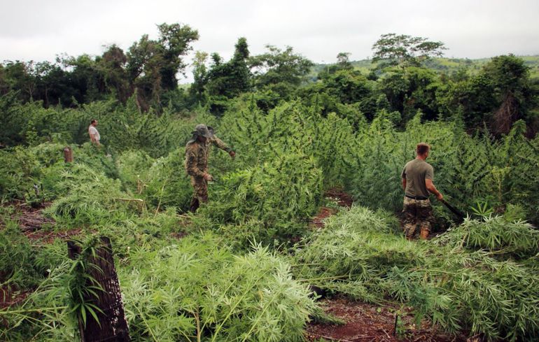 La mafia se apodera de los bosques y queman para cultivar marihuana