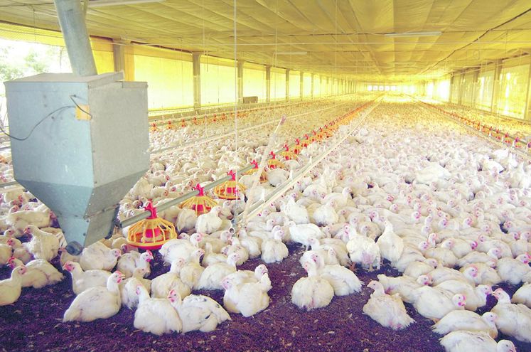 Precio de combustibles y bloqueos generan grandes pérdidas a productores de pollos