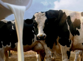 Por el momento Capainlac no anuncia suba de precio de lácteos
