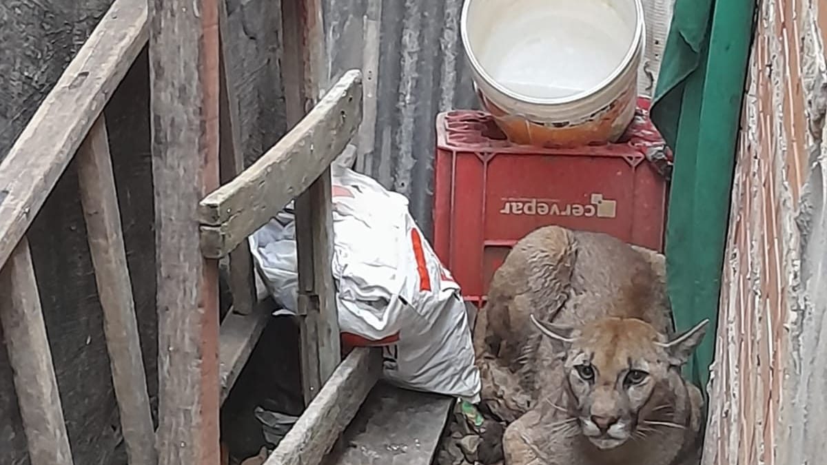 Rescatan puma americano en vivienda de Remansito