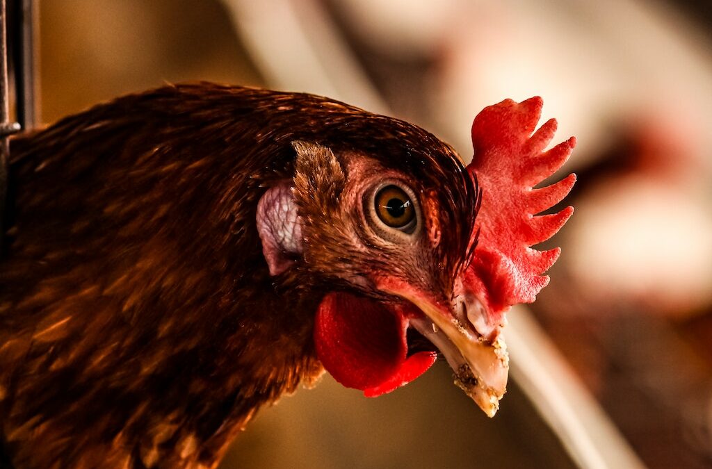 Gripe aviar no se transmite de humano a humano pero sí de animal a humano