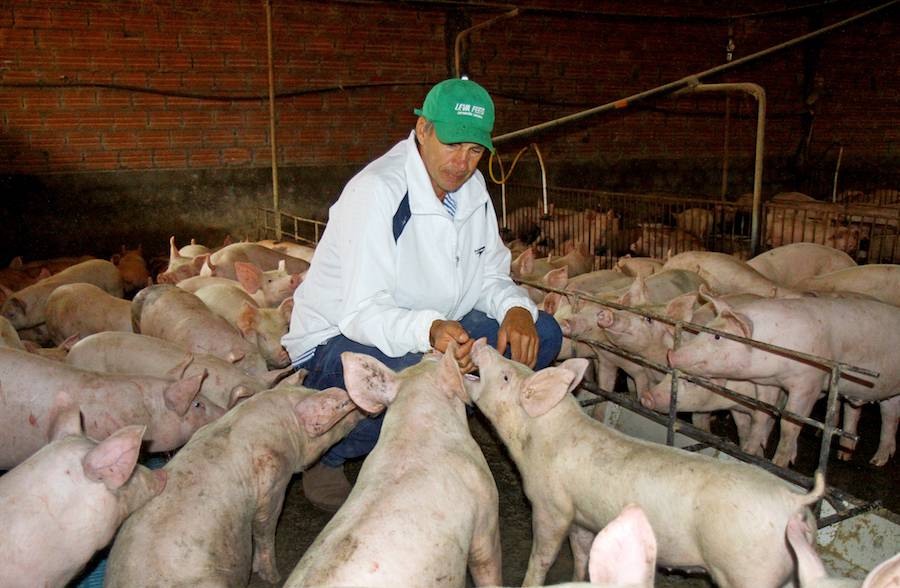 Exportación de carne porcina se duplicaría este año