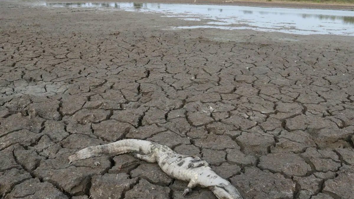 Sequía en el Chaco es un problema sin solución hace años