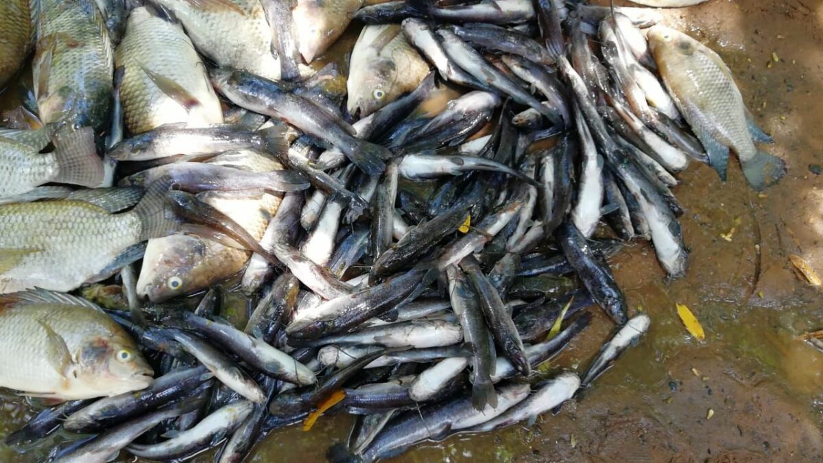 MADES investiga mortandad de peces en arroyo Lambaré