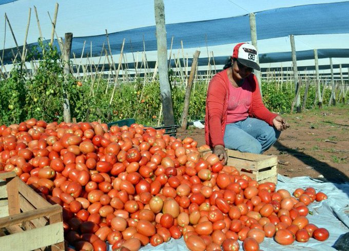 Productores de tomate quieren cubrir demanda interna todo el año