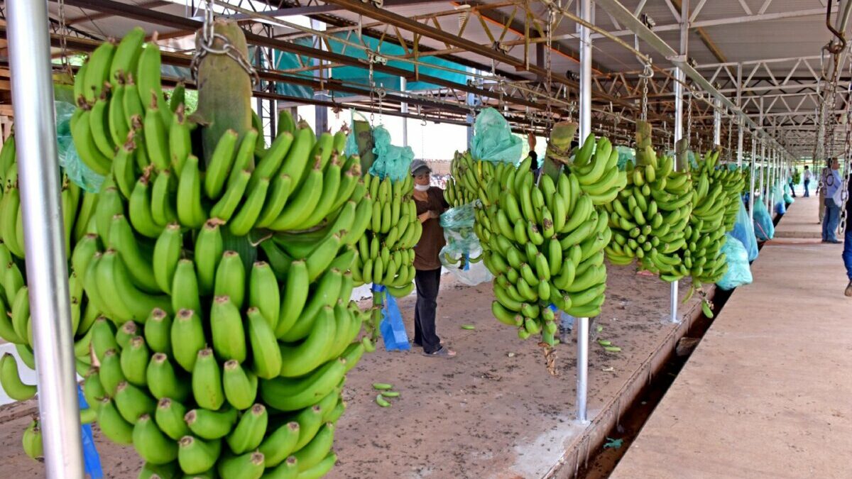 Exportación de banana paraguaya a Chile está en «modo de espera»