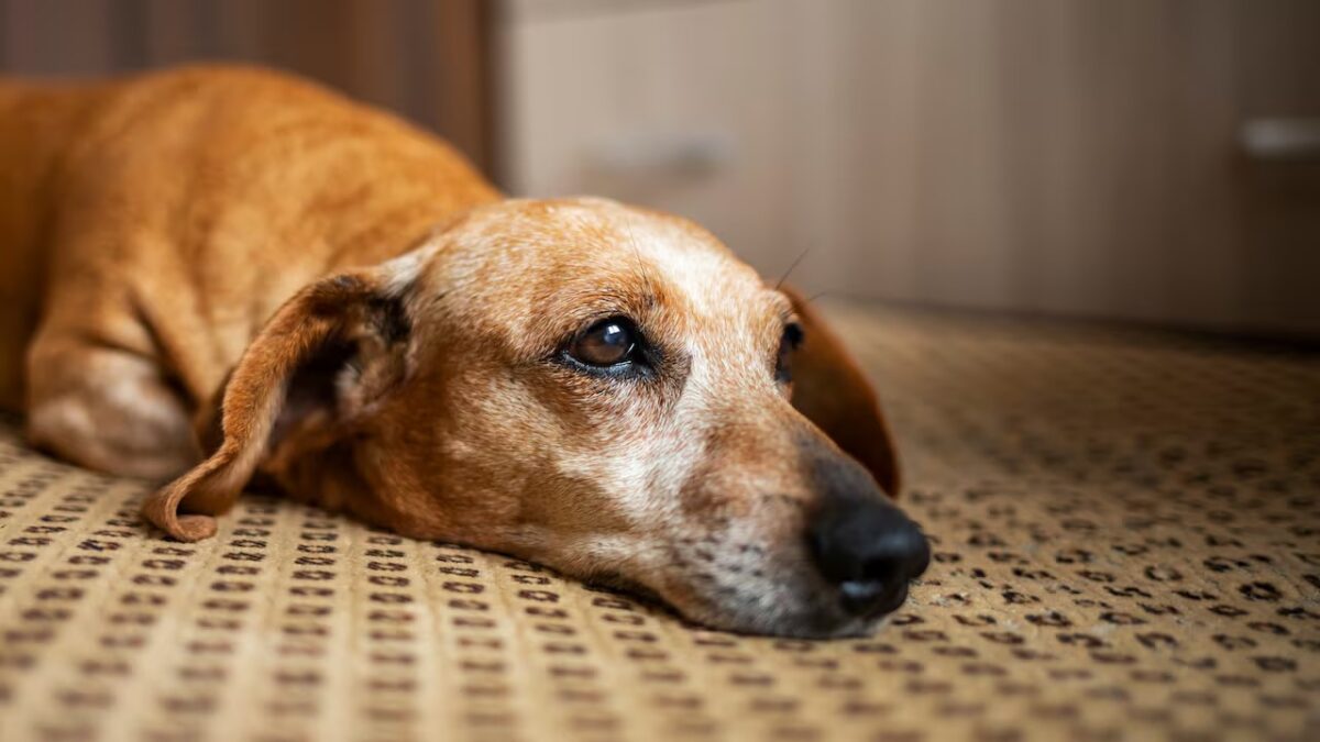Investigan tortura animal por parte de alumnos de Veterinaria