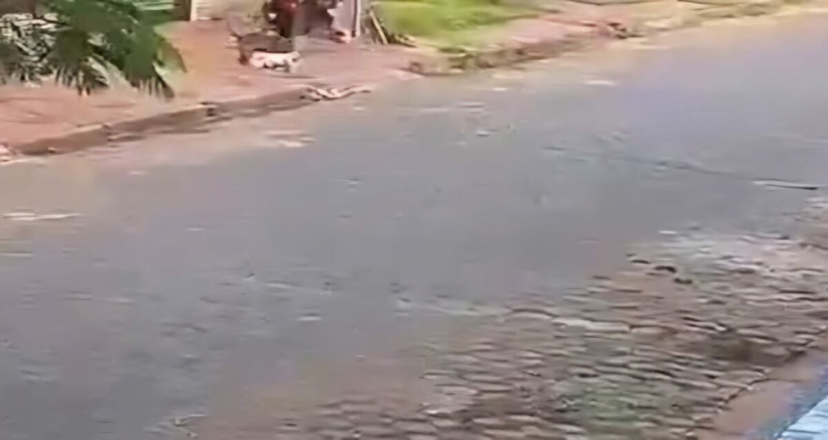 Pitbulls mataron a caniche frente a su dueña