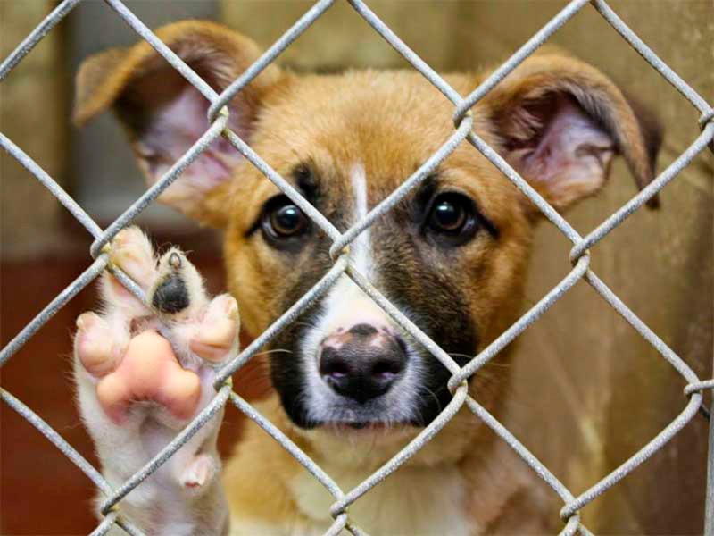 Van en aumento los casos de maltrato animal