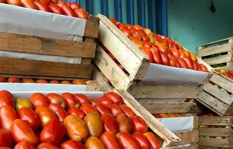 Tomate a G. 250.000 por caja y piden liberar importaciones