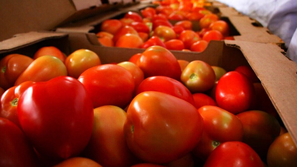 Paraguay retoma exportación de tomate con envío de once cargas