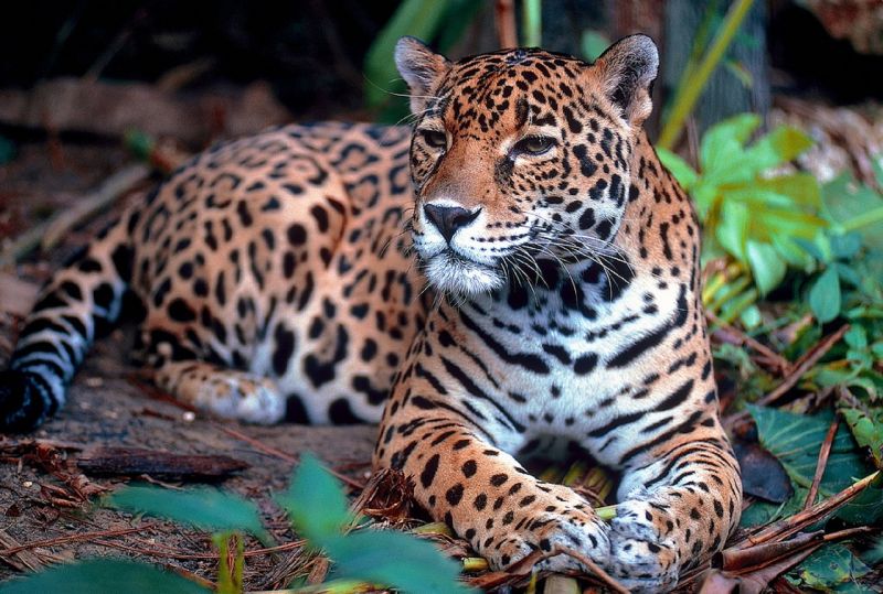 Yaguareté: alertan sobre amenazas y llaman a proteger su hábitat