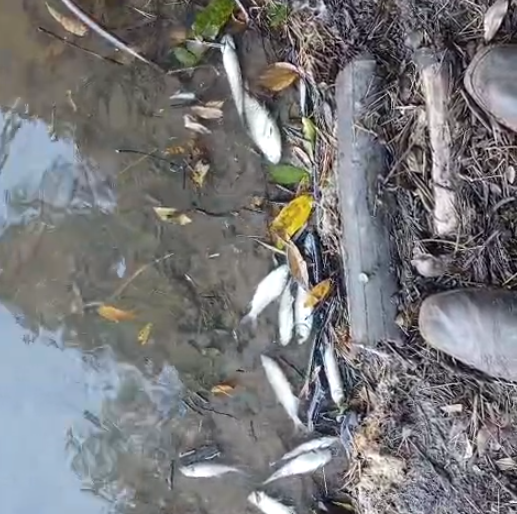 Mortandad masiva de peces en el río Pirapó apunta a alcoholera