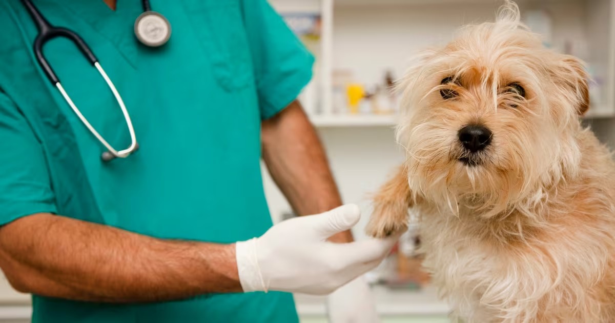 Hospital Veterinario Público avanza hacia su aprobación final