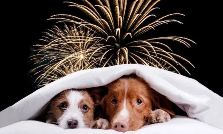 Festejos sin riesgos: cómo proteger tus mascotas en las fiestas