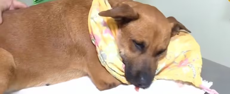 Canela: Es un símbolo de lucha contra el maltrato animal
