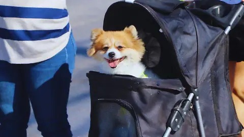 Comprenderlos sin humanizarlos: cuidado responsable de mascotas