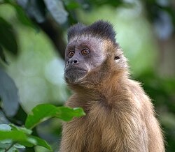 Respeto y cuidado son claves para convivir con animales silvestres