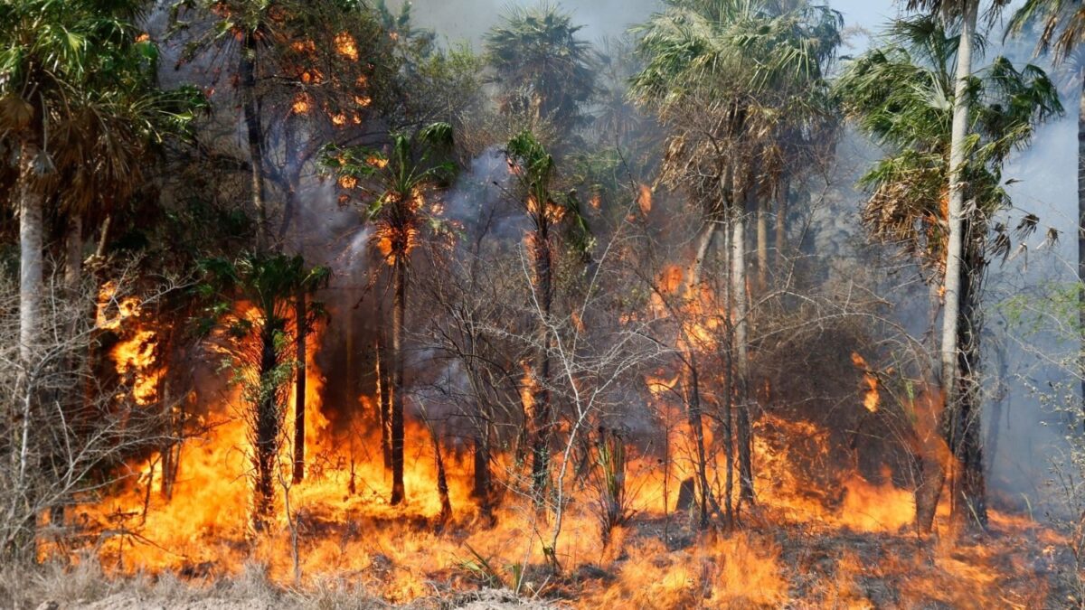 SEN: el 99% de los incendios en Paraguay serían provocados