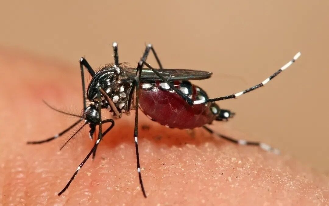 Coordinan charla virtual sobre prevención y vacuna contra el dengue
