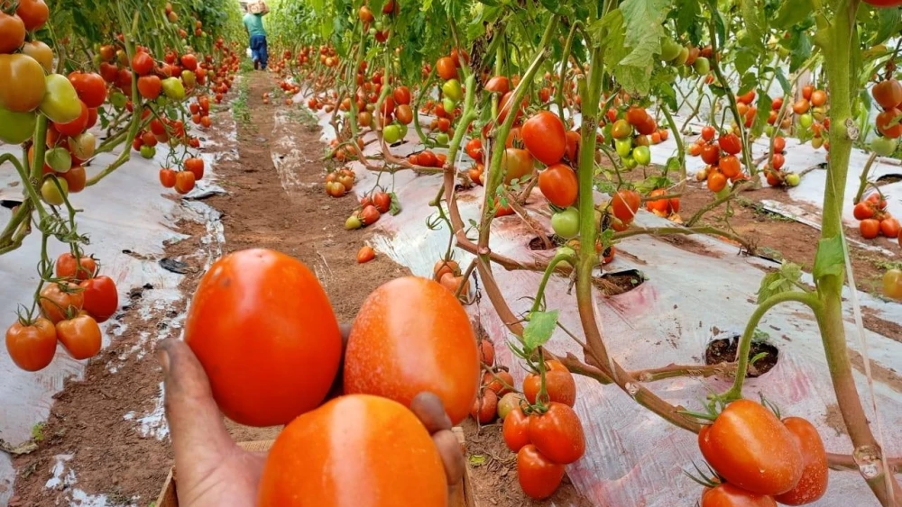Sector productivo se prepara ante posibles lluvias intensas